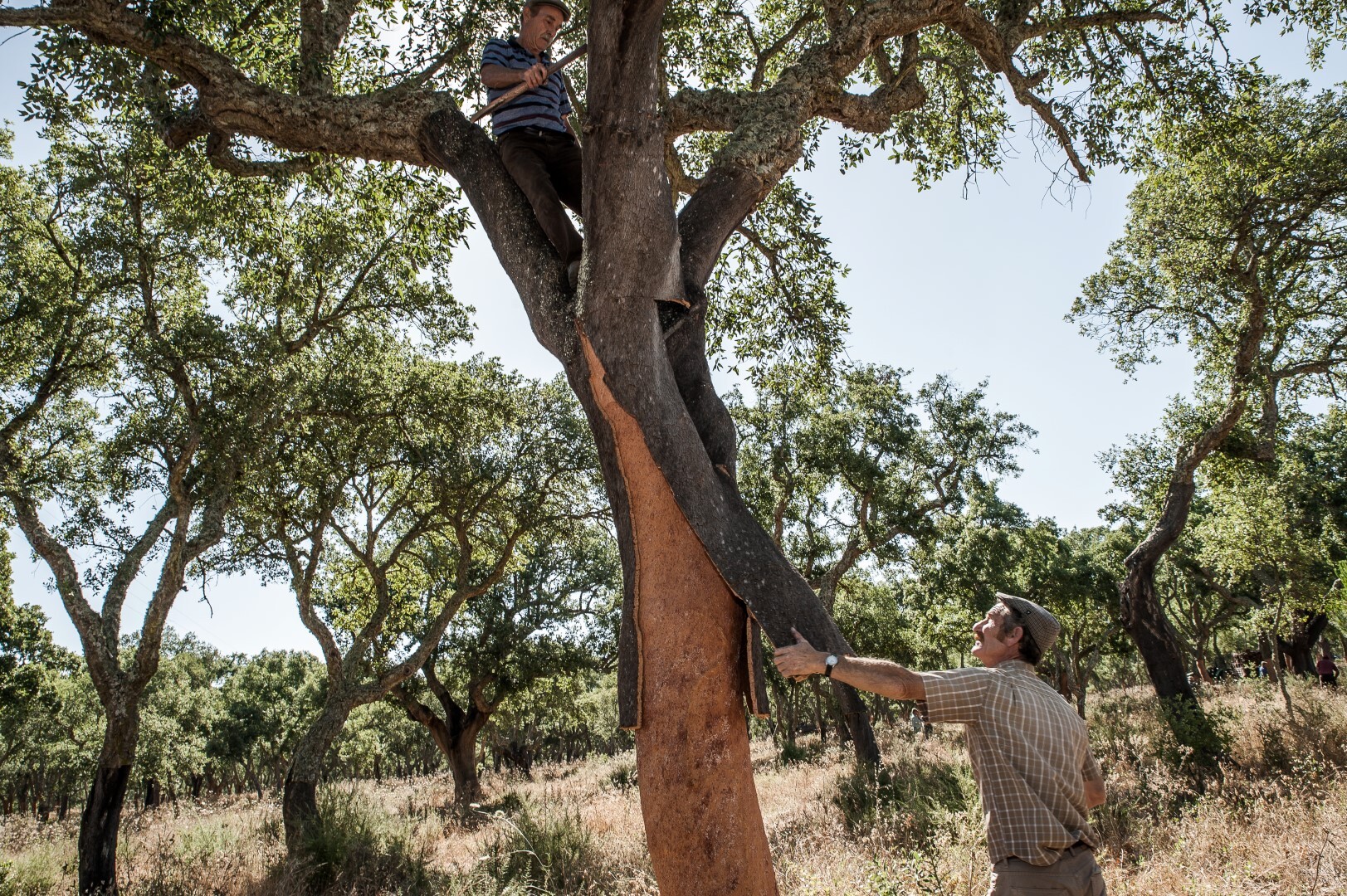 AMORI Mdescorticamento 04 Large