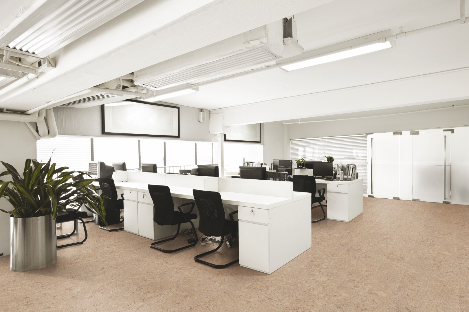 Shell Jasmim int Large