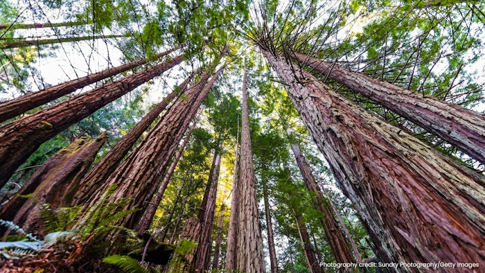 Timber Update July 2022 | Taylor Maxwell