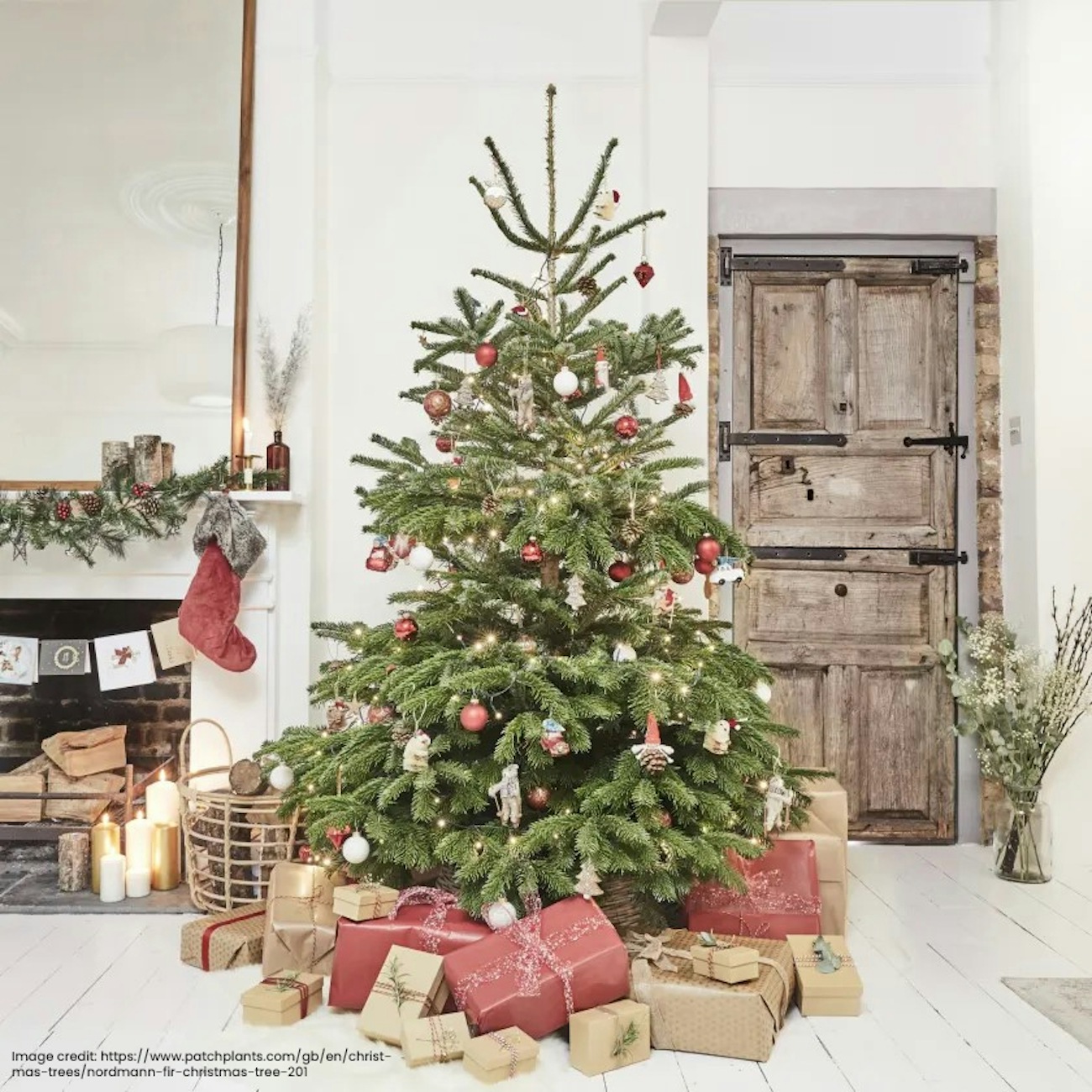 Nordmann fir christmas tree 8837fd Large