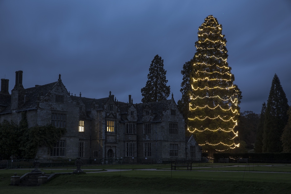 Tallest christmas tree wakehurst kew gardens 1663663983