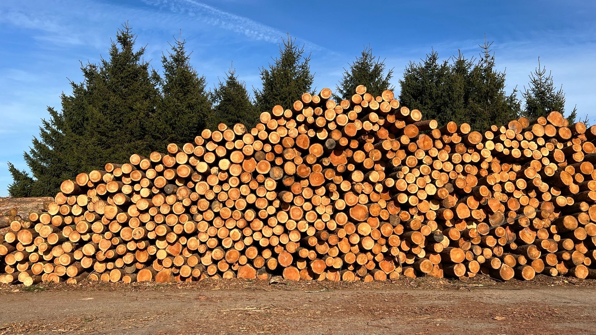 Taylor Maxwell Timber Industry