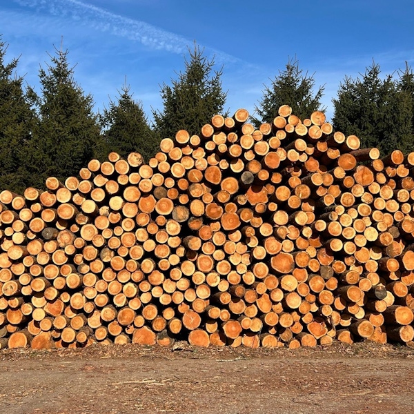 Taylor Maxwell Timber Industry
